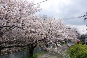 多布施川　桜